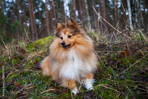 Sheltie liegt im Wald