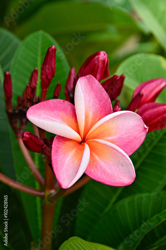 Plumeria Frangipani flowers background color pink green nature beauty garden
