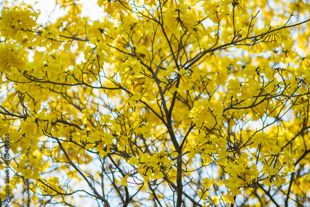 Tree Yellow on summer,thailand,asia.
