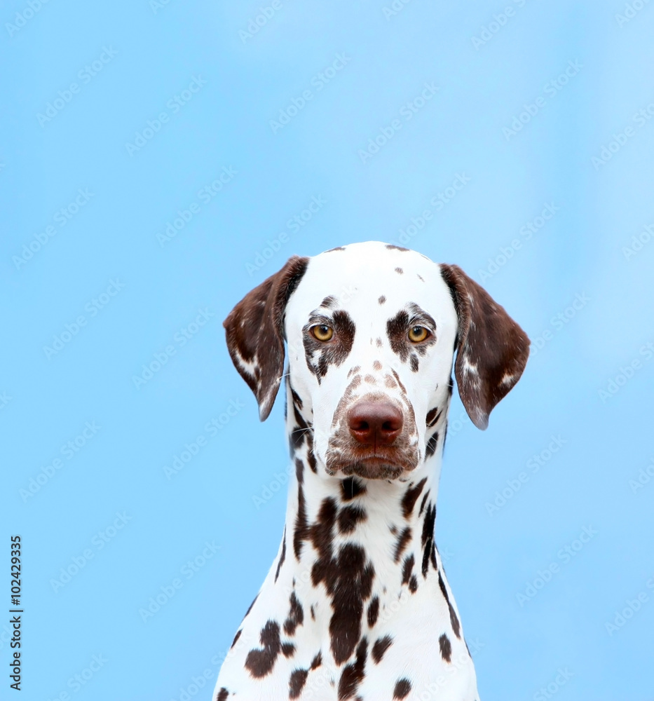 Portrait of Dalmatian close-up on a blue background