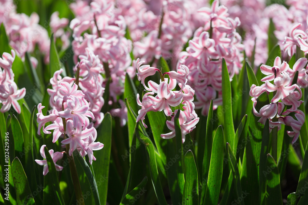 Obraz premium Field full with pink Hyacinths in Holland