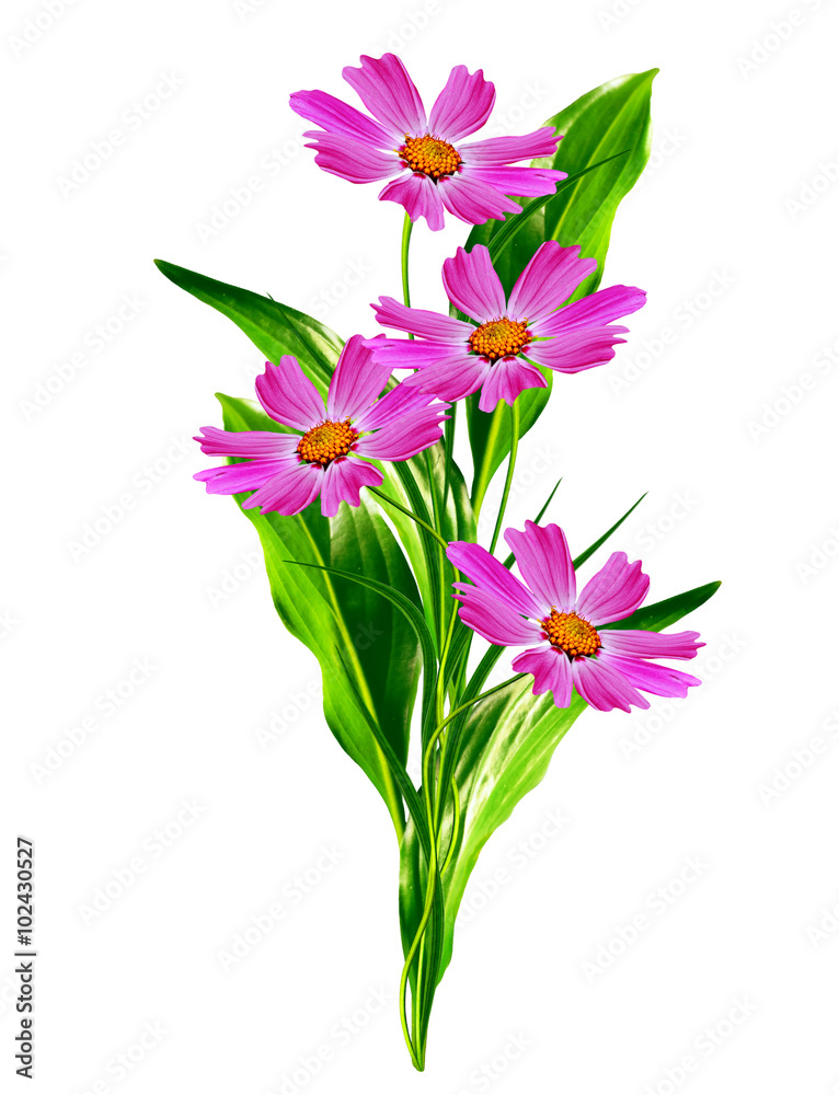 Cosmos flowers isolated on white background