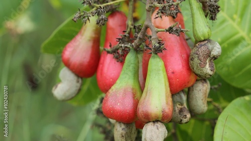 Ripe cashew  with nut on tree  ,Video HD