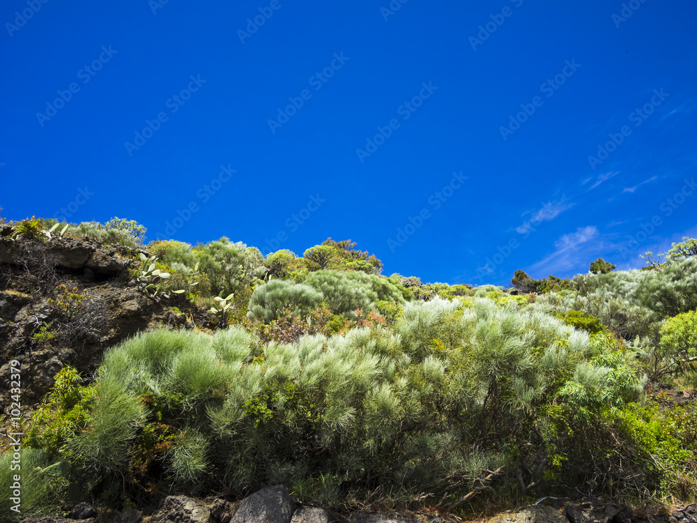 Kanaren-Kiefern (Pinus canariensis),am Faro de Fuencaliente, Südküste, La Palma, Kanarische Inseln, Spanien, Europa, Atlantischer Ozean, Europa