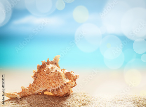 Seashell on the summer beach.