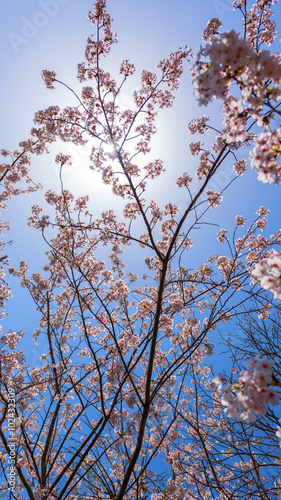 Sakura blossom, Japan
