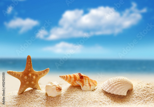 Seashell on the summer beach.
