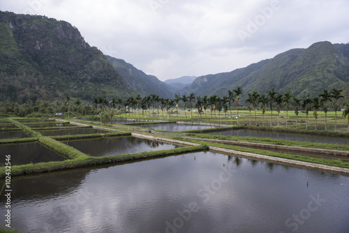 Arrozales verdes en un valle entre montañas. Sumatra, Indonesia