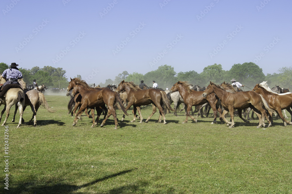 Naklejka premium Caballos equinos
