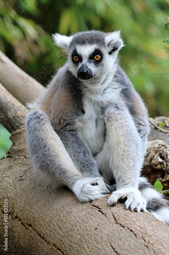 Ring-tailed lemur