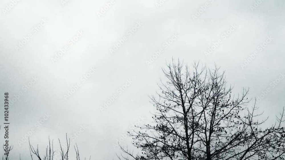 Beautiful trees are shaking in a storm timelapse video in autumn Beautiful trees are shaking in a storm timelapse video in autumn