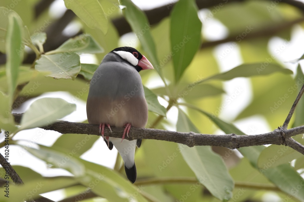 Java Sparrow Java Sparrow