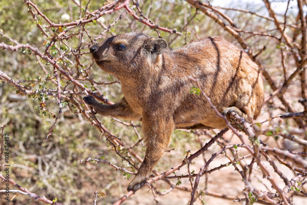 Naklejka premium cassie in a tree at augrabie falls