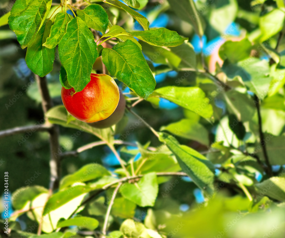 Obraz premium Image of apple trees in the garden close-up