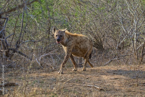 hyena at kruger national park