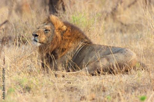 male lion resting in kruger