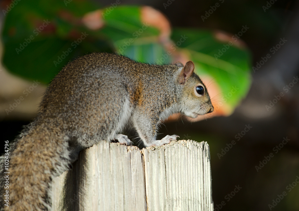 Fototapeta premium Grauhörnchen in Südflorida