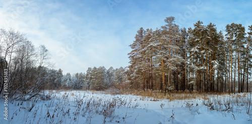 панорама заснеженного леса, Россия, Урал