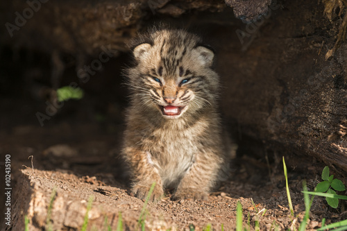 Baby Bobcat Kitten (Lynx rufus) Cries in Hollow Log