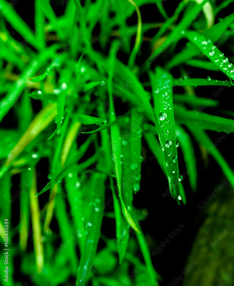 Schöne Wassertropfen am Grashalm