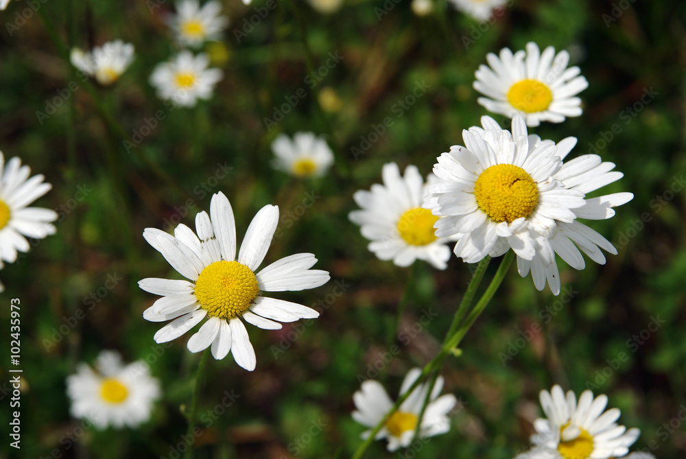 Field of daisies in spring Field of daisies in spring