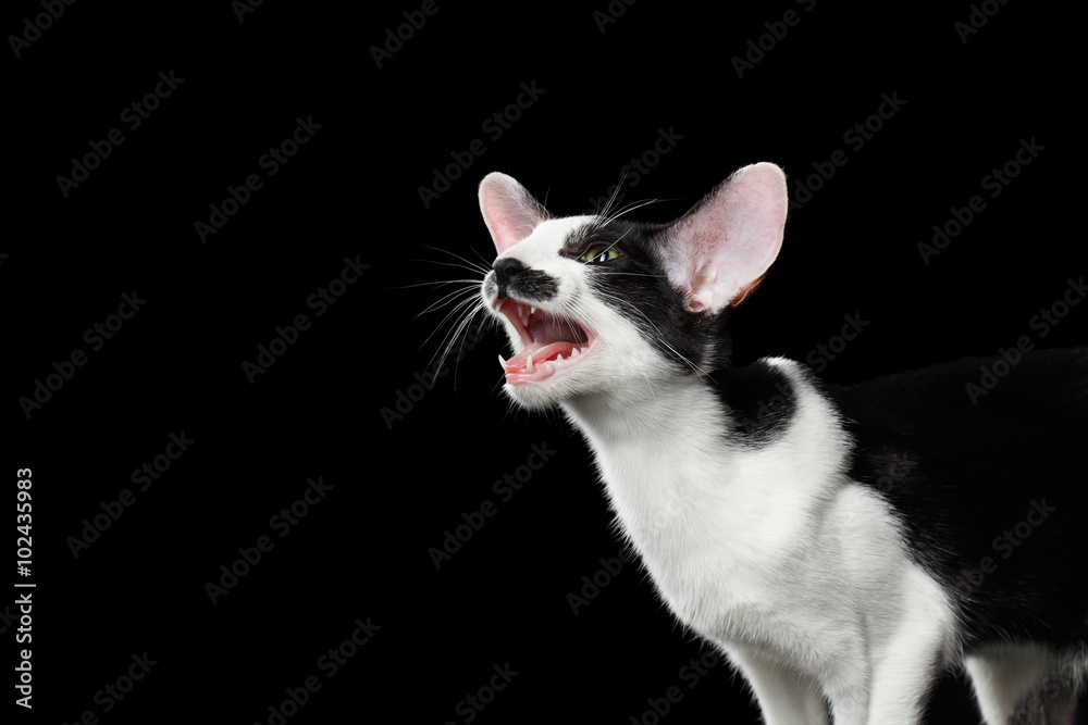 Closeup Funny Meowing Oriental Shorthair looking at camera Isolated, Black
