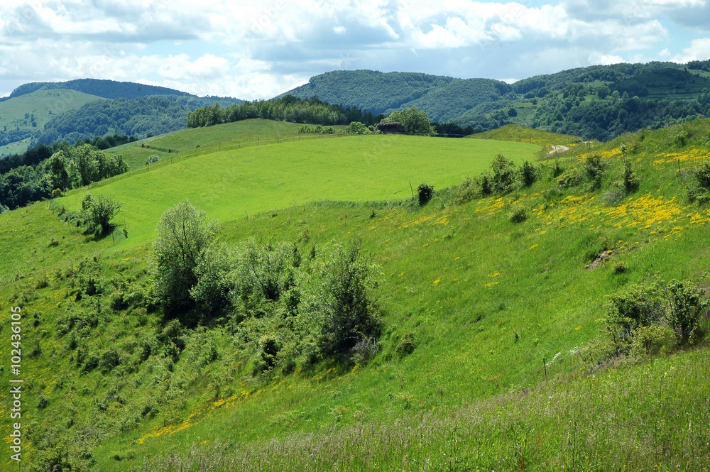 Green meadow in spring