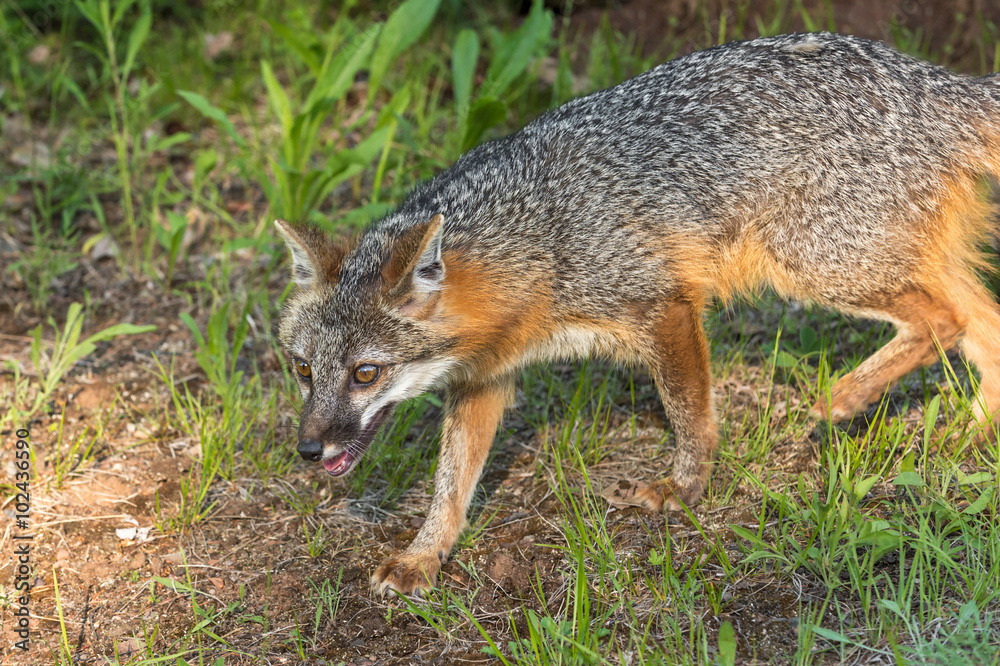 Grey Fox Vixen (Urocyon cinereoargenteus) Walks Left Grey Fox Vixen (Urocyon cinereoargenteus) Walks Left