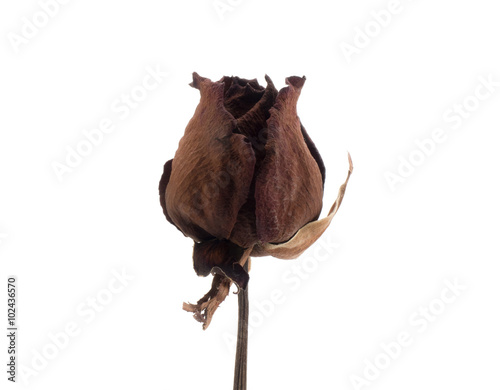 Single dry rose on white background