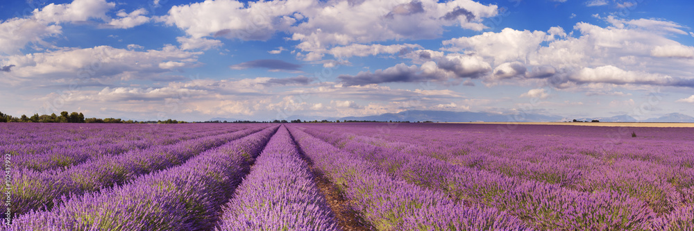 Naklejka premium Kwitnące pola lawendy w Provence, południowej Francji