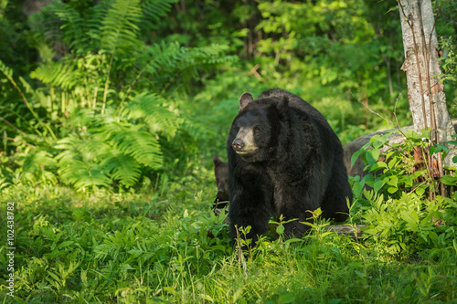 Adult Female Black Bear  Ursus americanus  with Cub Behind