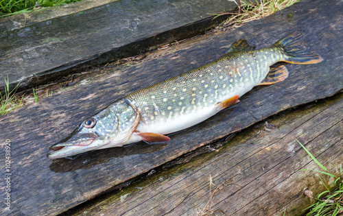 Fisherman trophy - Caught pike lies on the old wooden boards