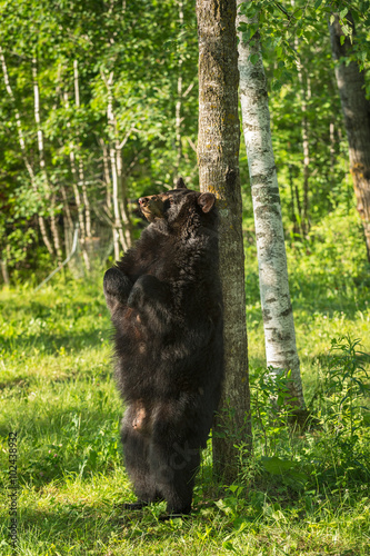 Adult Female Black Bear (Ursus americanus) Leans Against Tree