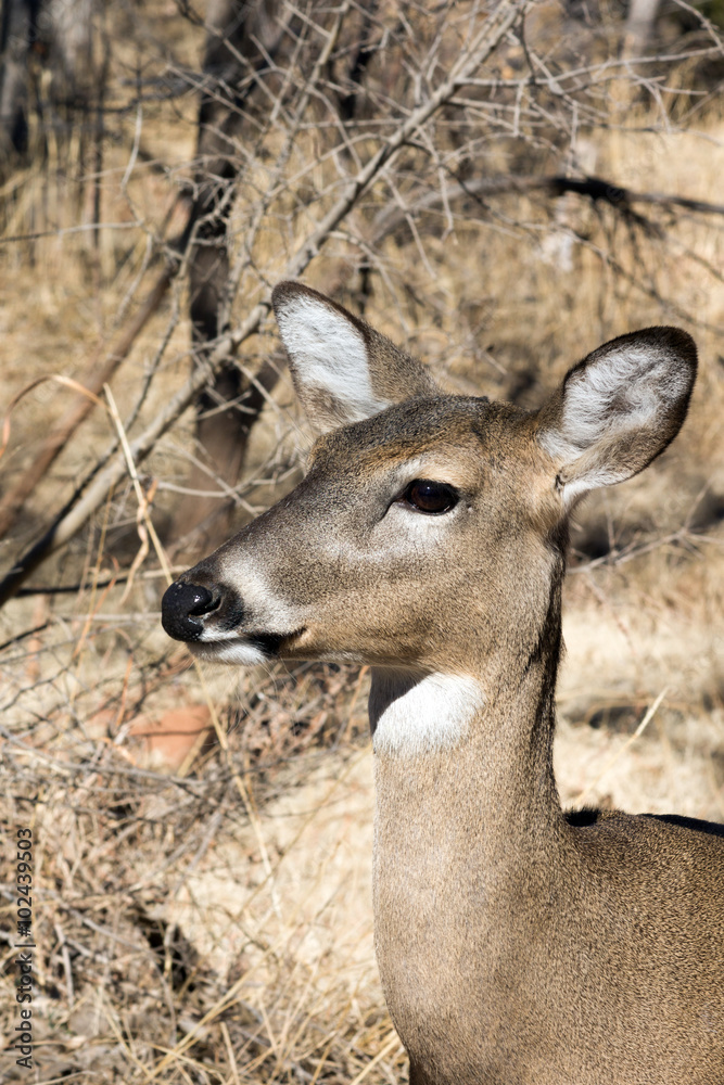 Portrait of a doe in  Palo Duro Canyon State Park, Texas, USA