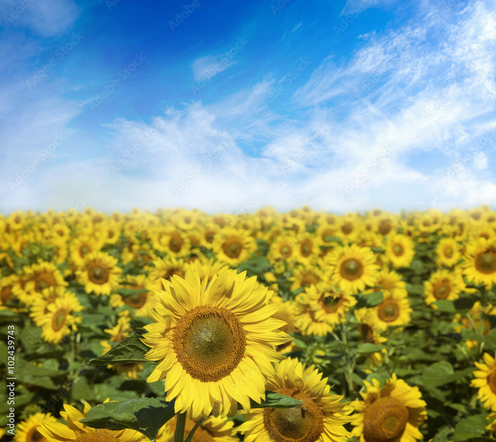 Field of flowers of sunflowers