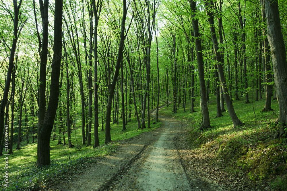 Obraz premium Forest