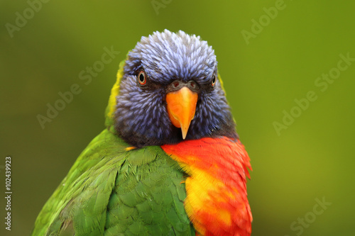 Rainbow lorikeet