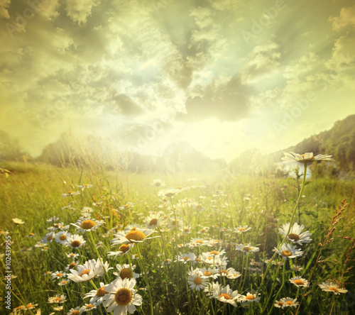Fototapeta Naklejka Na Ścianę i Meble -  Field  flowers
