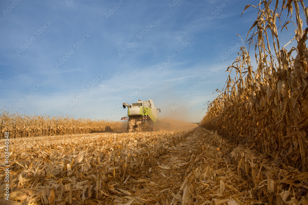 Fototapeta premium Combine harvesting corn field in autumn