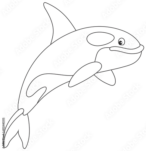 Killer whale, orca