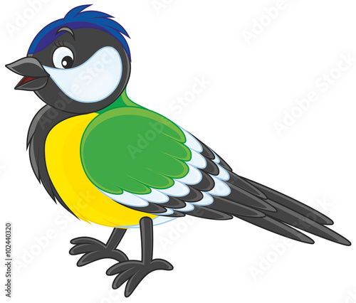 Tomtit