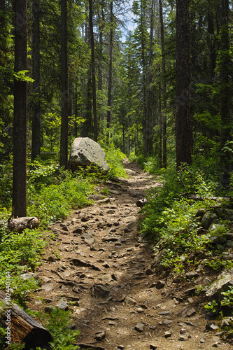 Nature Trail Through a Forest photo