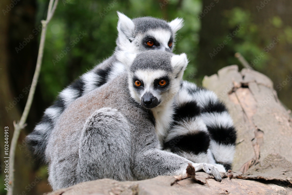 Fototapeta premium Ring-tailed lemur