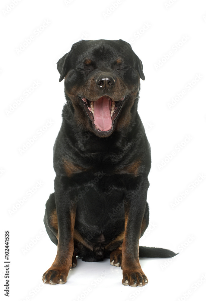 adult male rottweiler