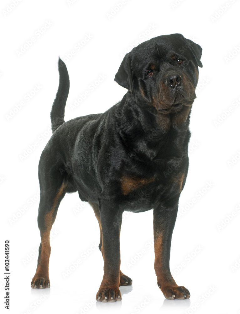 Fototapeta premium adult male rottweiler