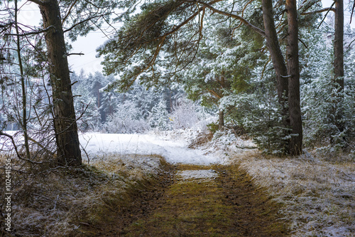 Deserted path through a snowy forest