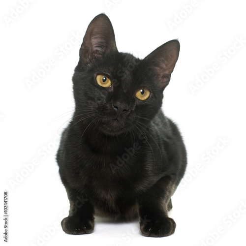 Fototapeta Naklejka Na Ścianę i Meble -  black young cat