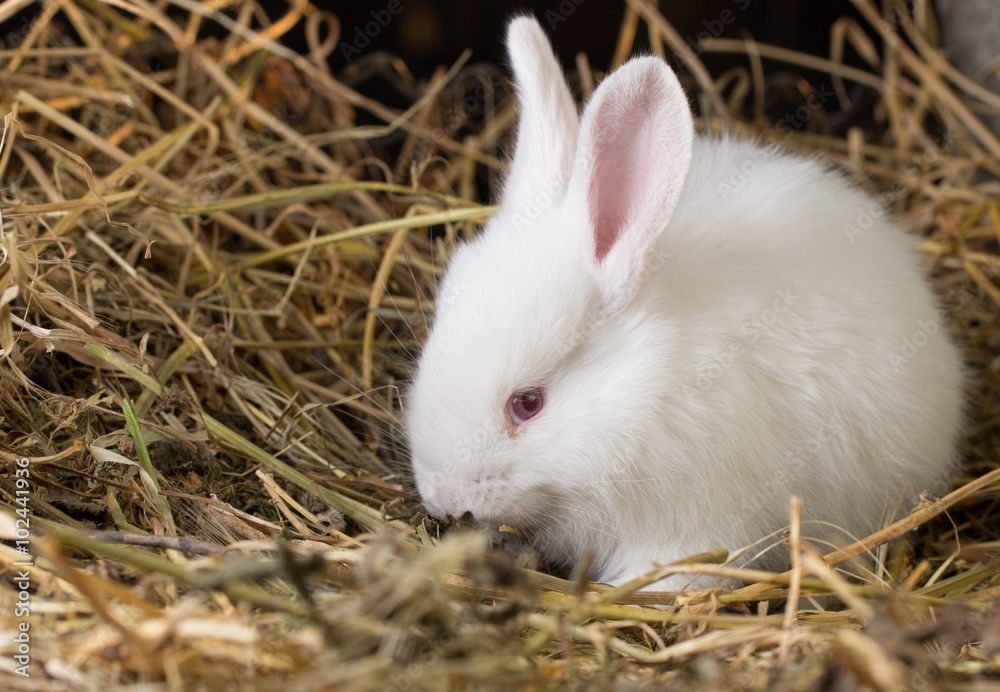 Pretty white rabbit on a dry grass (straw) Pretty white rabbit on a dry grass (straw)