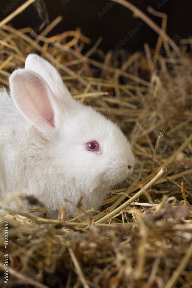 Pretty white rabbit on a dry grass (straw) Pretty white rabbit on a dry grass (straw)