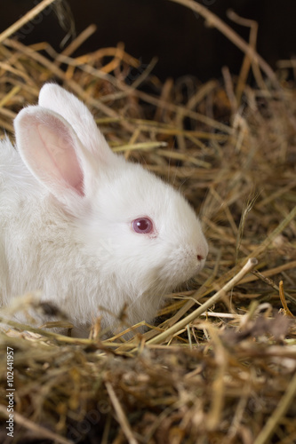 Pretty white rabbit on a dry grass (straw) © z10e